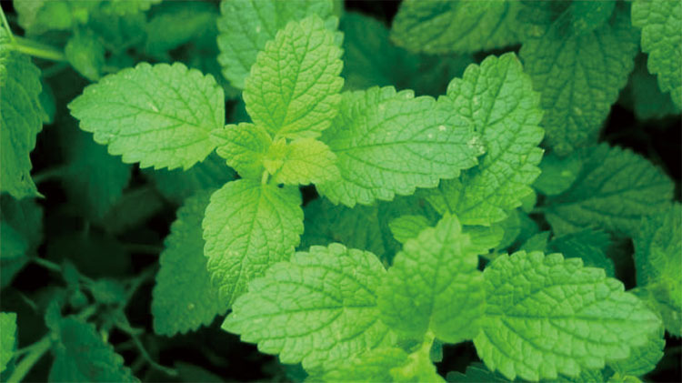 黑科技薄荷纤维面料，天然凉感引领健康纺织新潮流